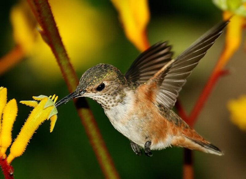 Hummingbird Feeding on Flower — Yellow