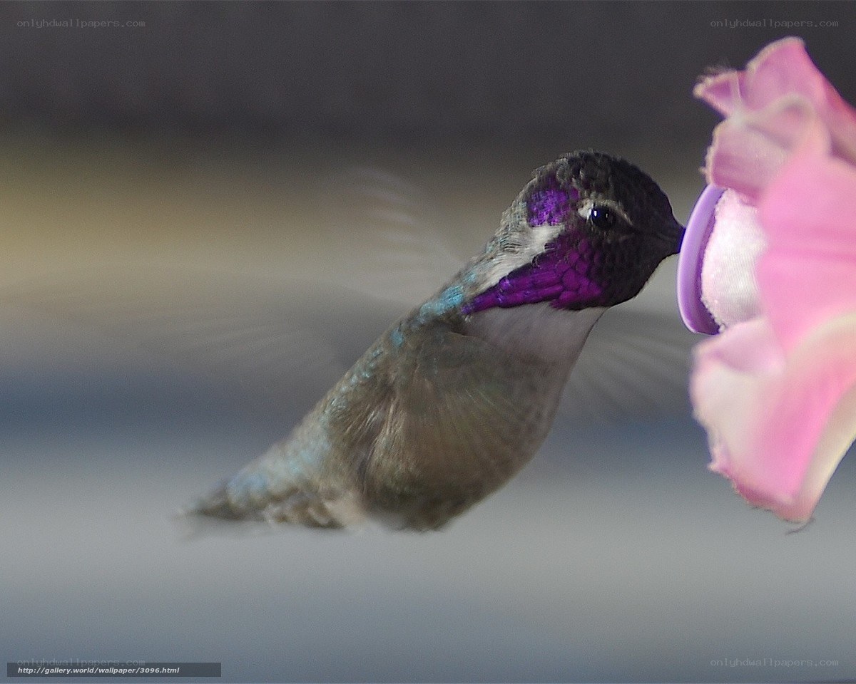 hummingbird feeding on flower