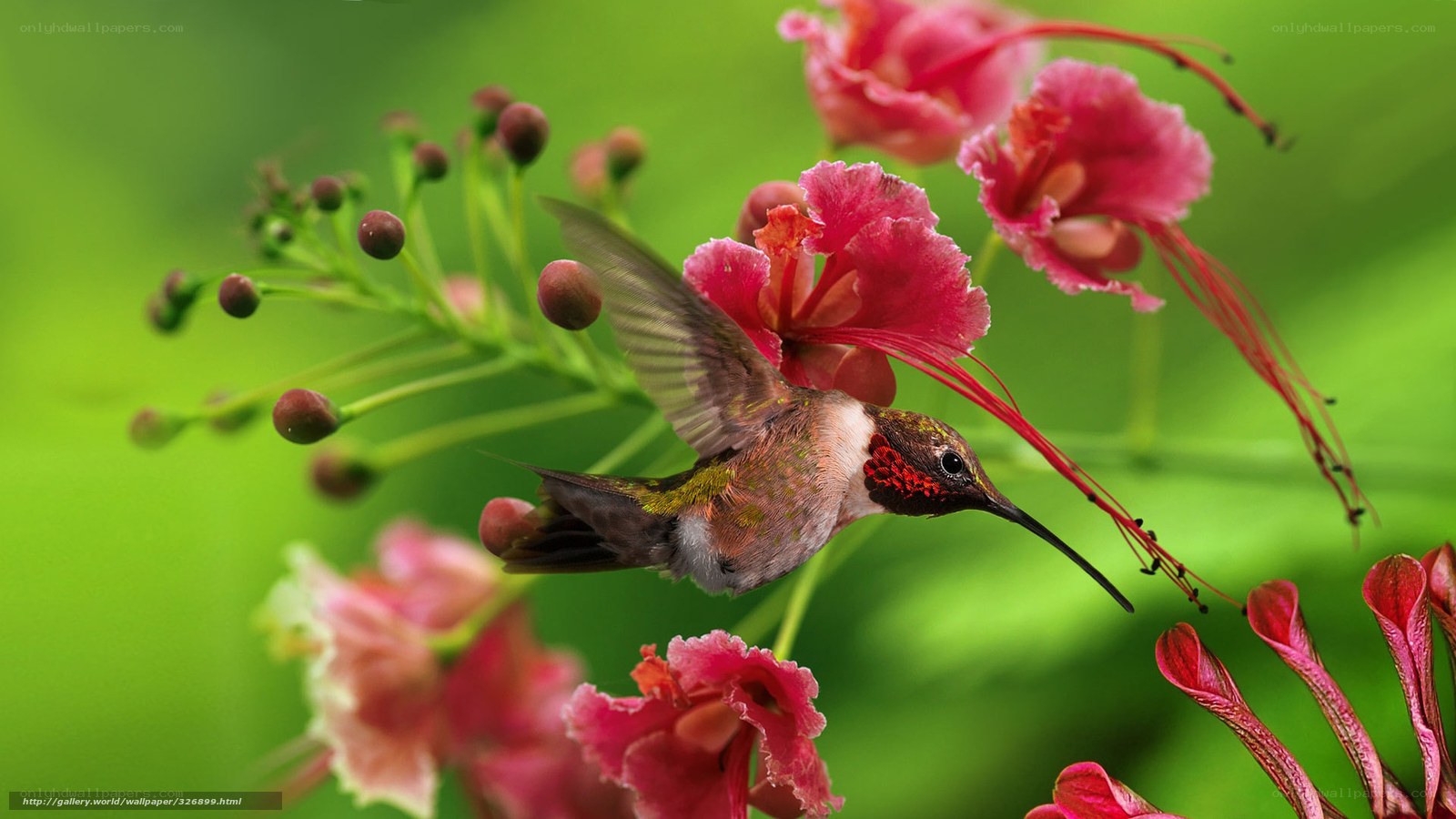 hummingbird feeding on flowers
