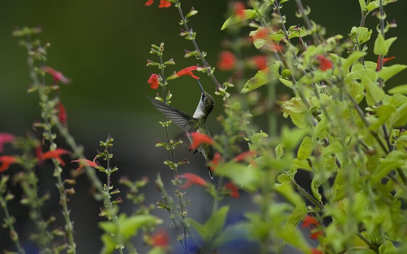 Hummingbird feeding on flowers