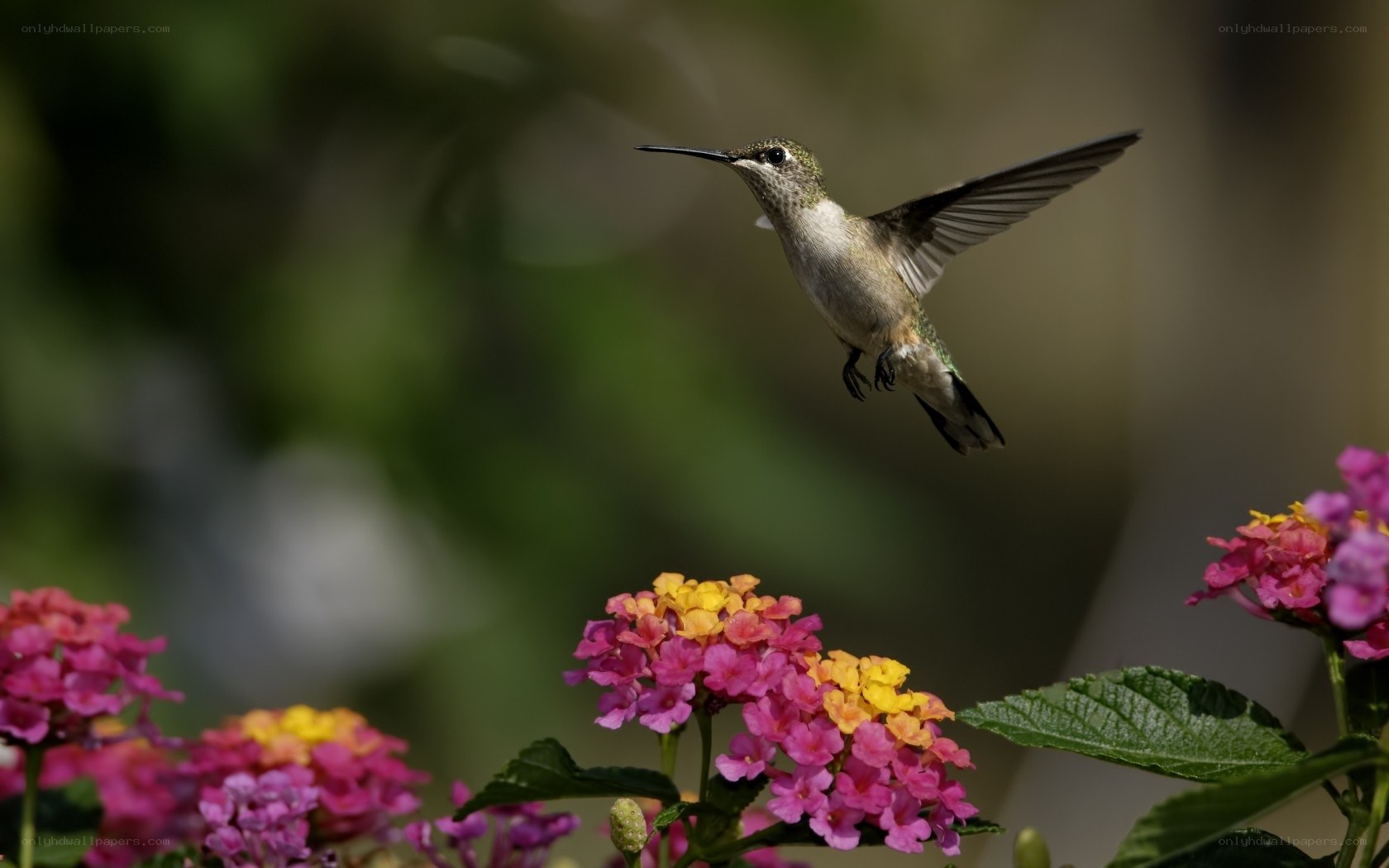 hummingbird feeding on flowers