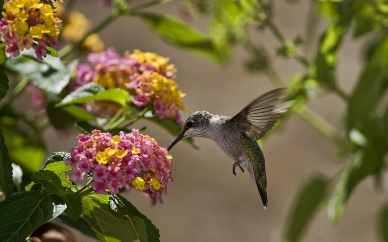 Hummingbird feeding on flowers