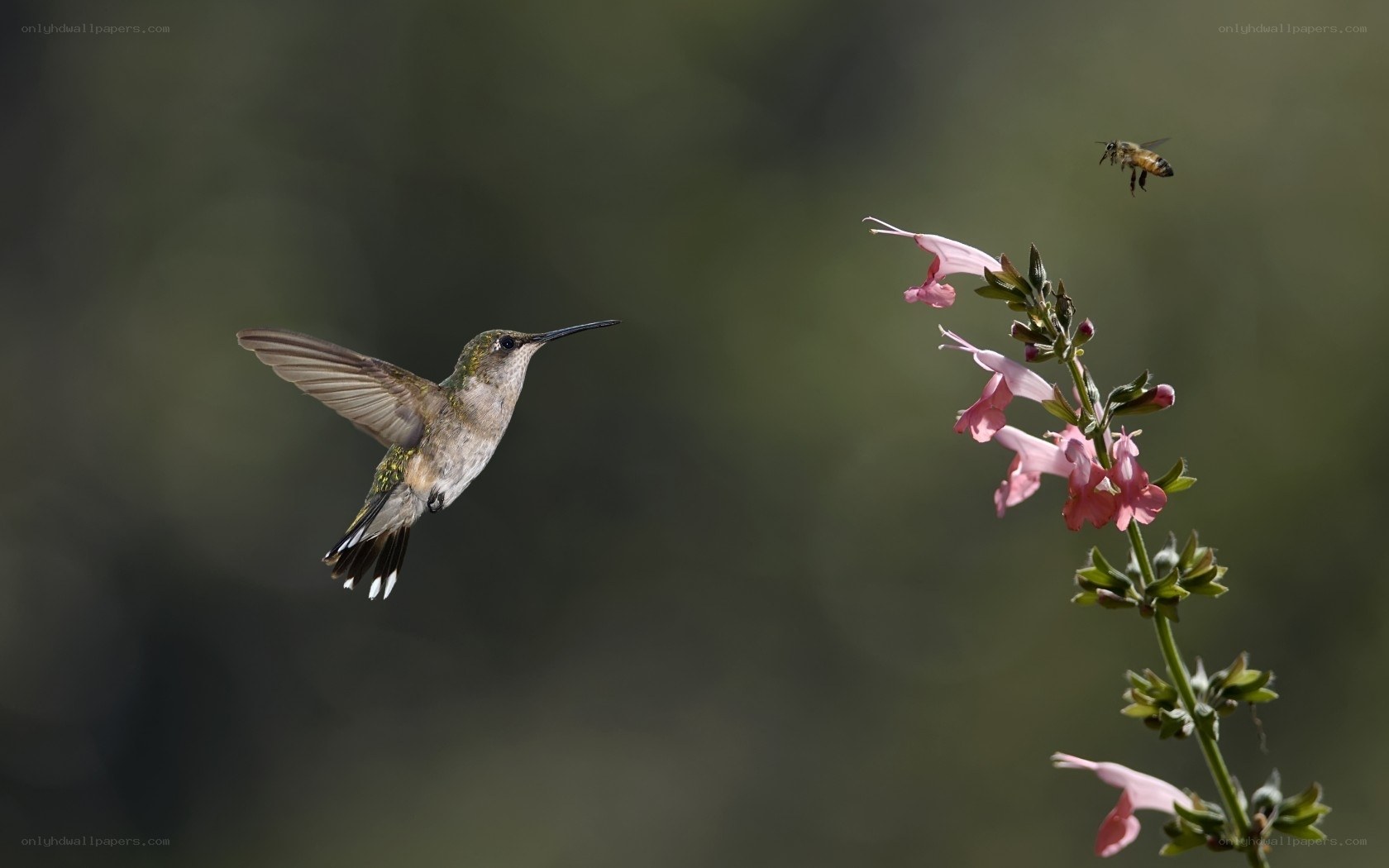 Hummingbird feeding on flowers