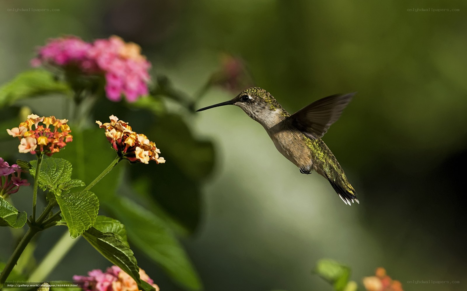 hummingbird feeding on flowers