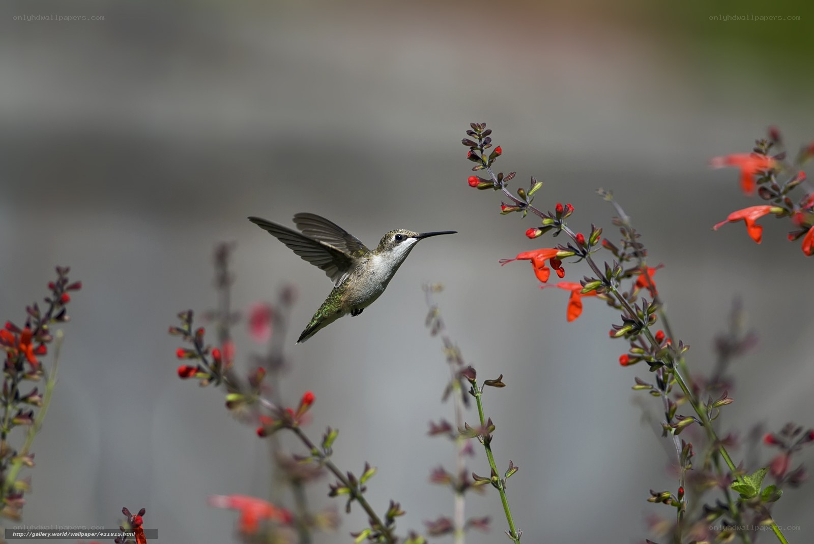 hummingbird feeding on flowers