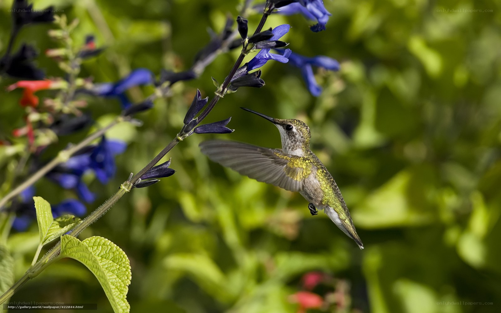 hummingbird feeding on flowers