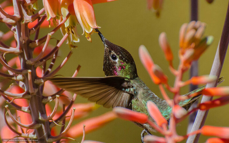 Hummingbird feeding on flowers