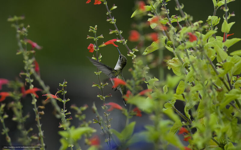 Hummingbird feeding on flowers