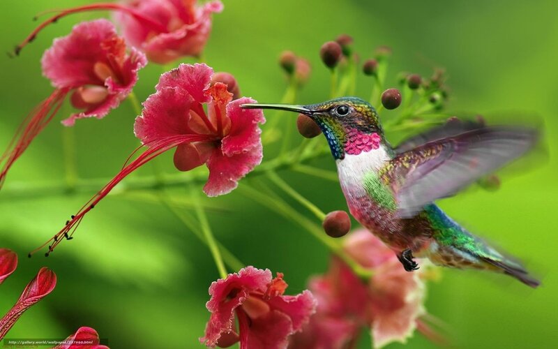 Hummingbird feeding on flowers