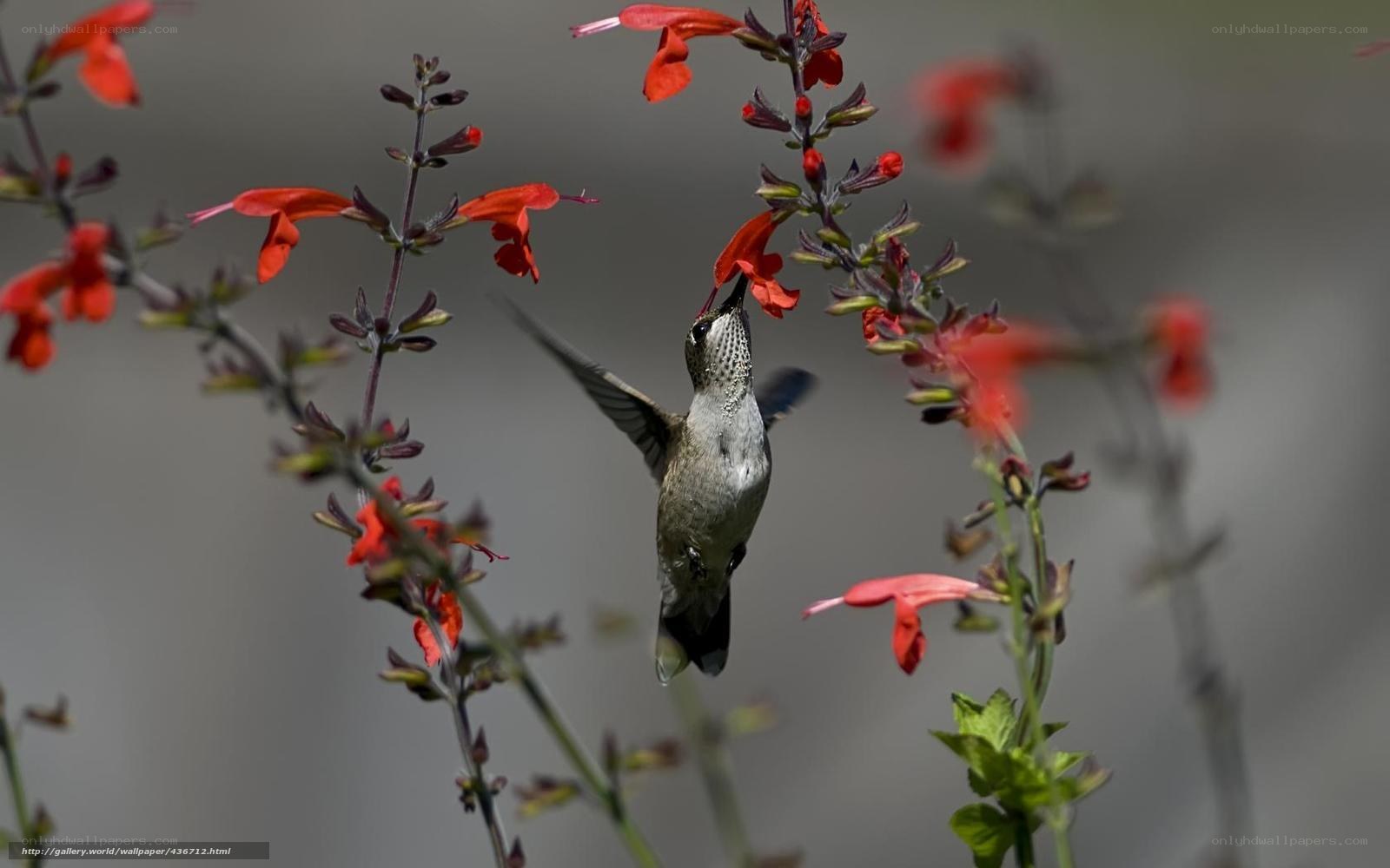 hummingbird feeding on flowers