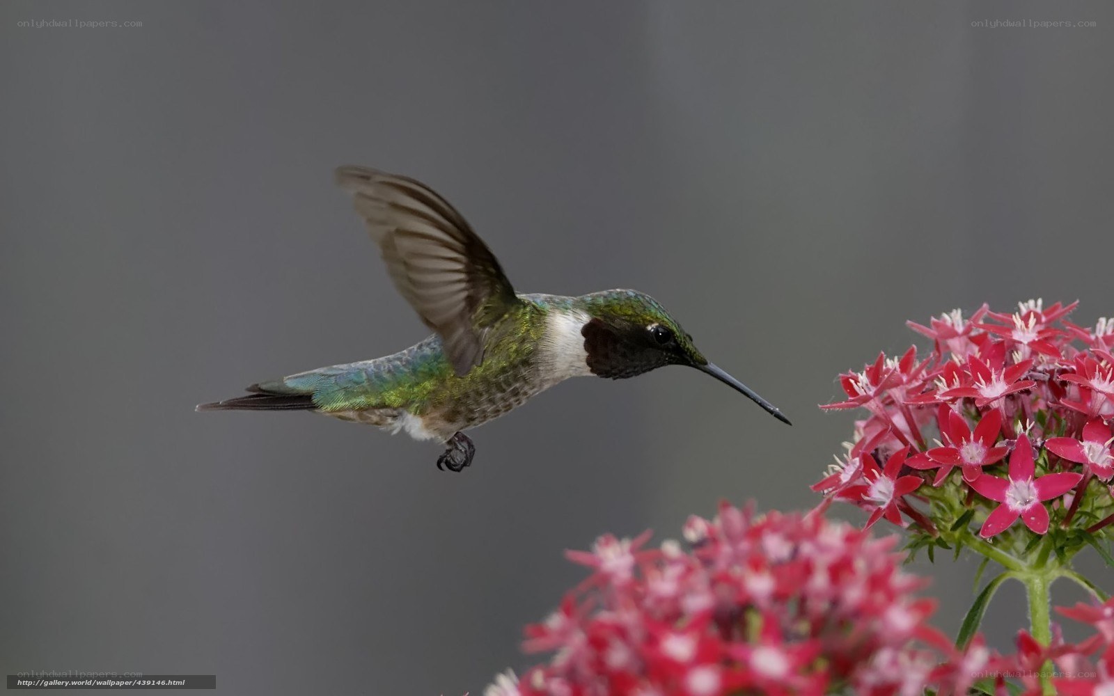 hummingbird feeding on flowers