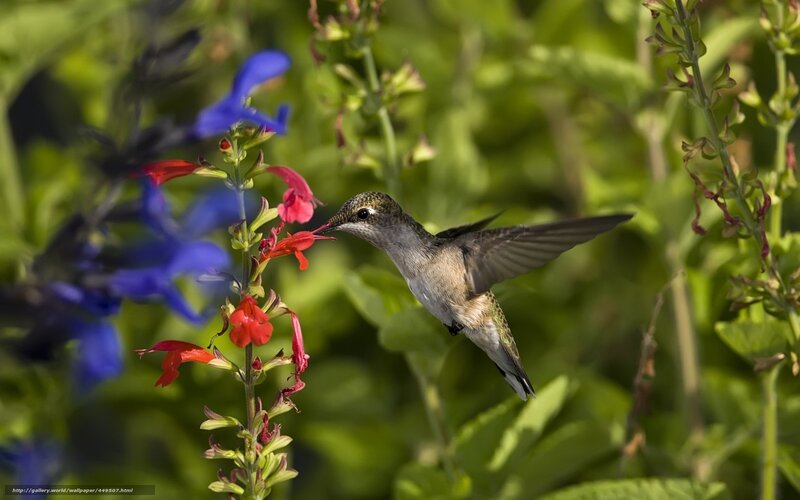 Hummingbird feeding on flowers