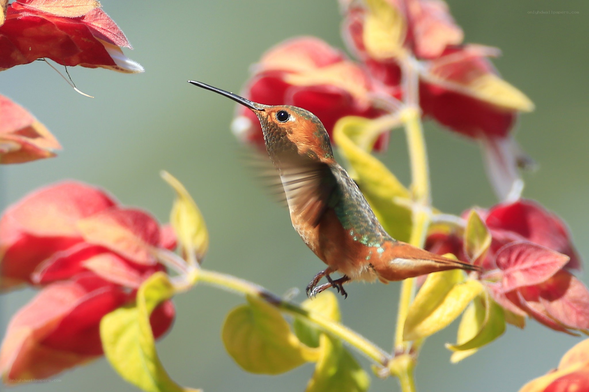 hummingbird feeding on flowers