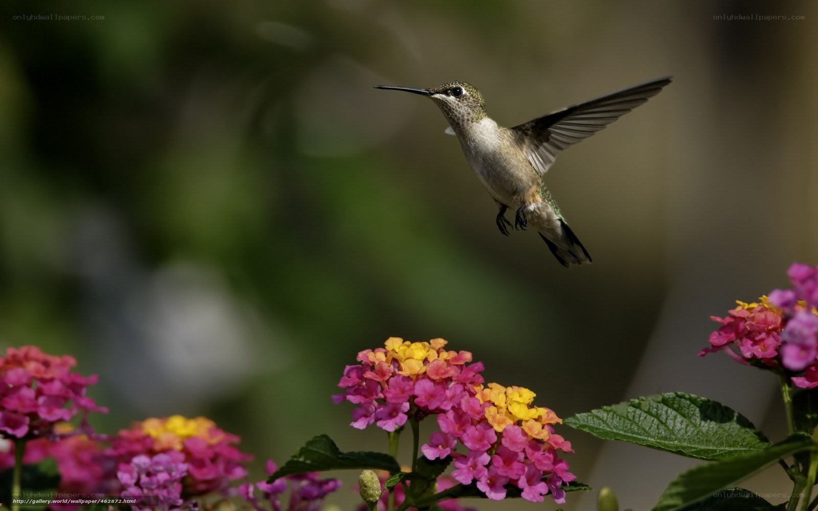 Hummingbird feeding on flowers