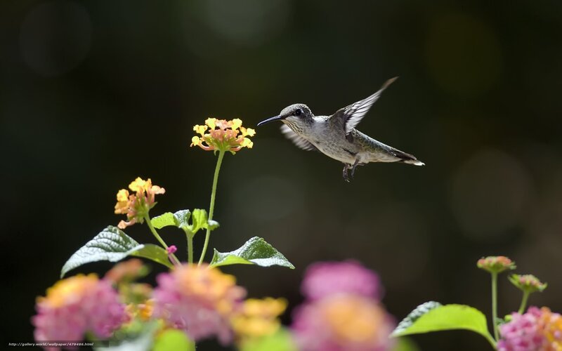 Hummingbird feeding on flowers