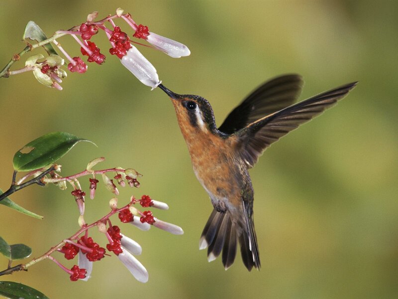 hummingbird feeding on flowers