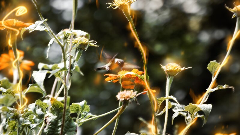 hummingbird feeding on flowers