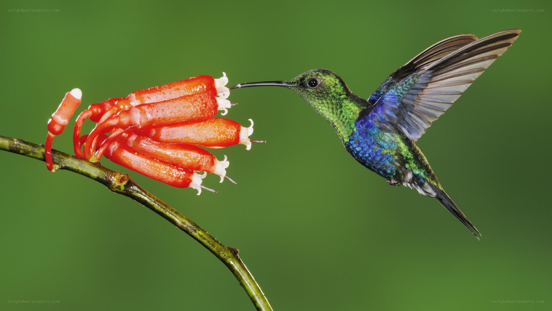 hummingbird feeding on flowers