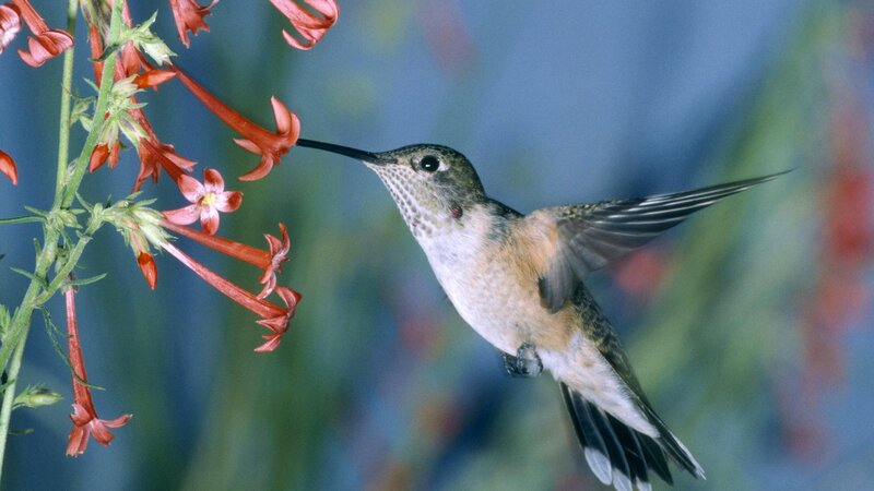 hummingbird feeding on flowers