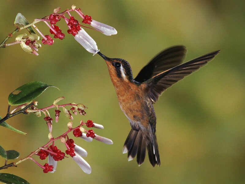 Hummingbird feeding on flowers