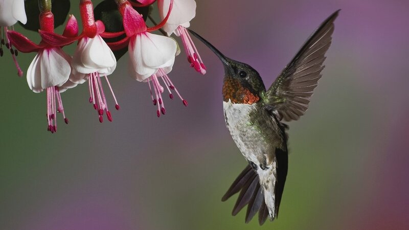 hummingbird feeding on flowers