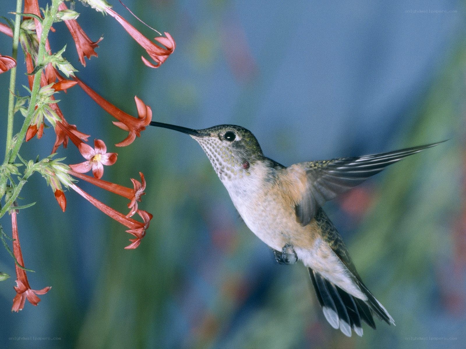 hummingbird feeding on flowers