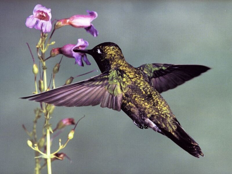 hummingbird feeding on flowers