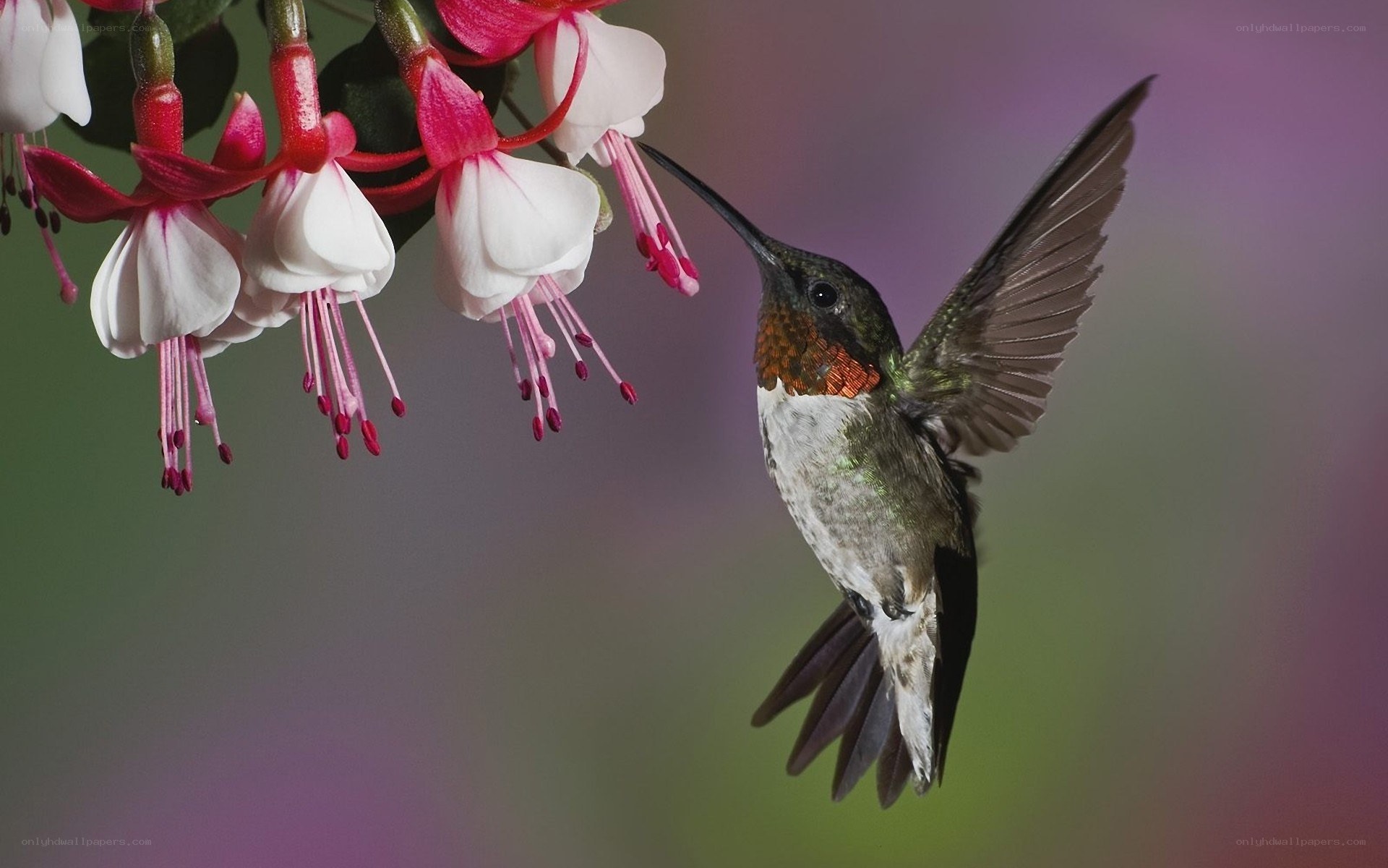 hummingbird feeding on flowers