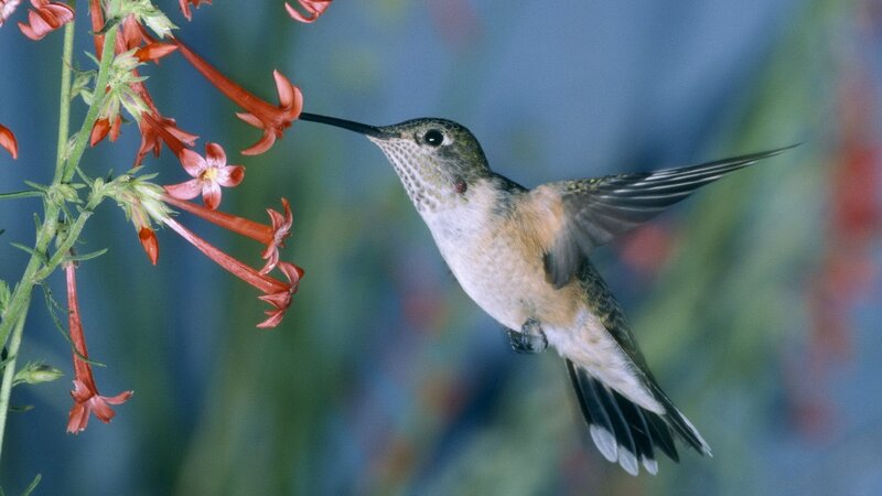 hummingbird feeding on flowers