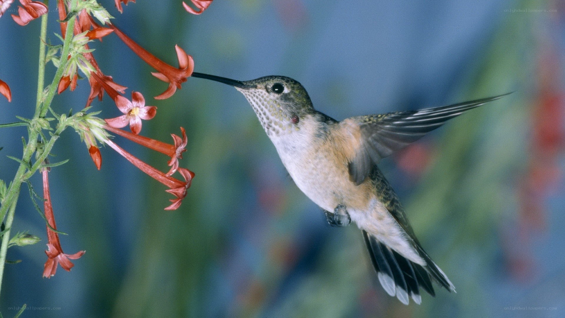 hummingbird feeding on flowers