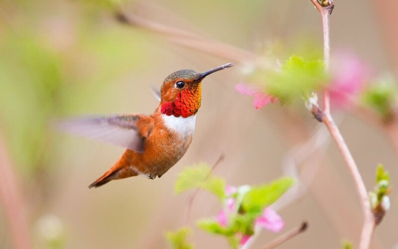 hummingbird feeding on flowers