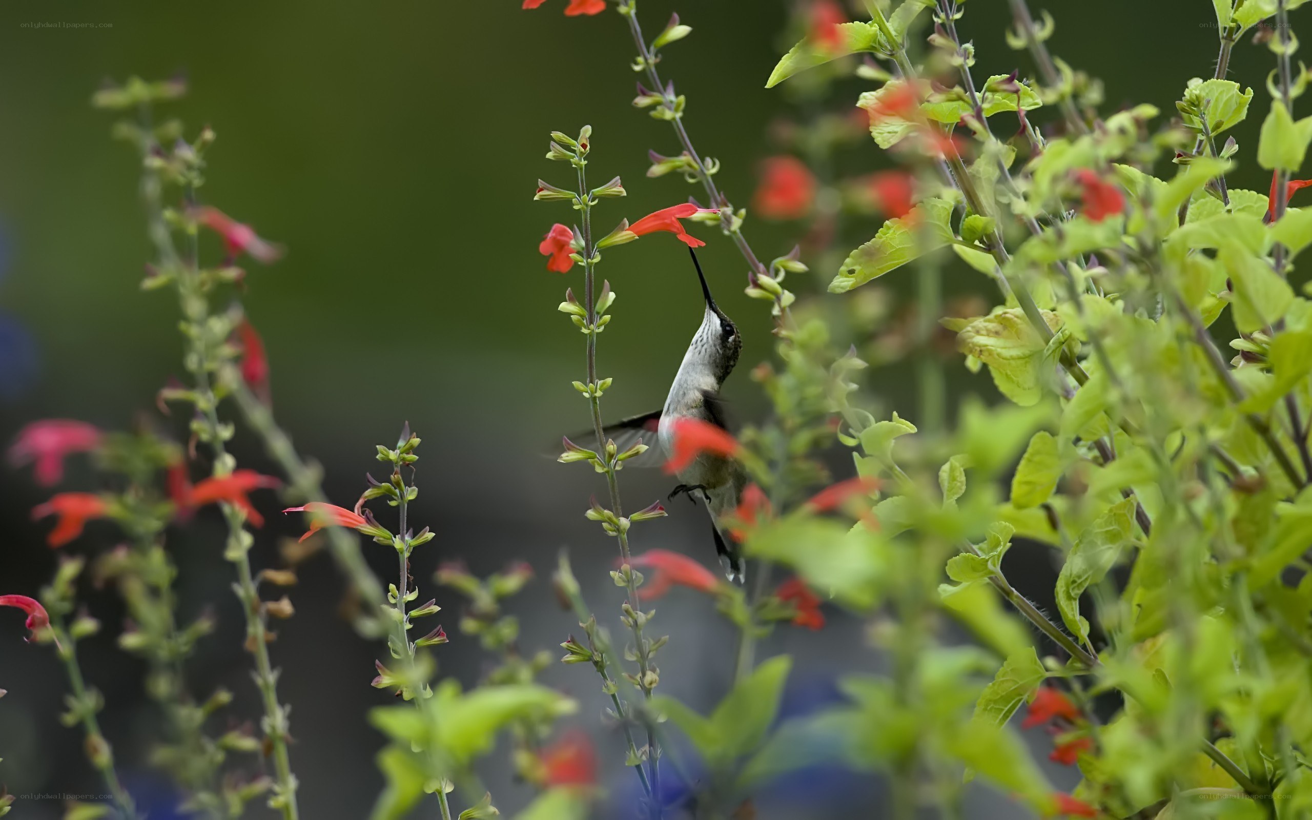 Hummingbird feeding on flowers
