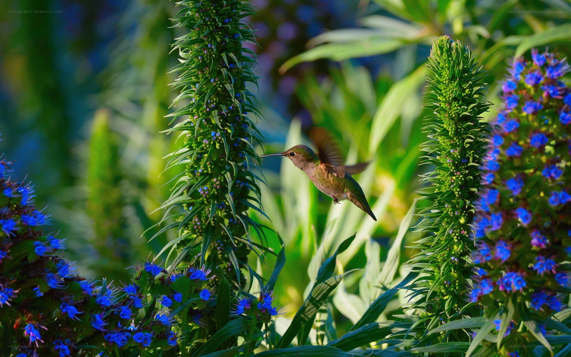 hummingbird feeding on flowers