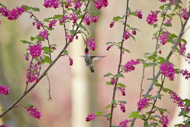 Hummingbird feeding on flowers