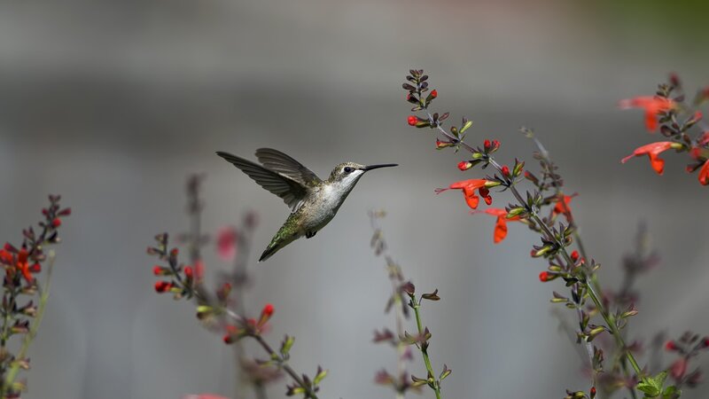 hummingbird feeding on flowers