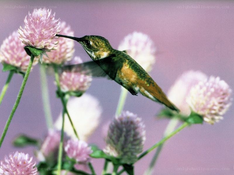 hummingbird feeding on flowers