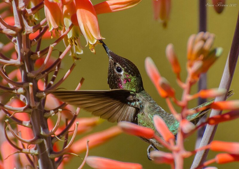 hummingbird feeding on flowers