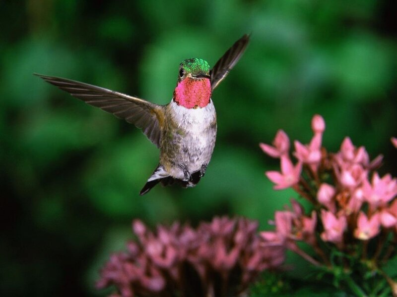 hummingbird feeding on flowers