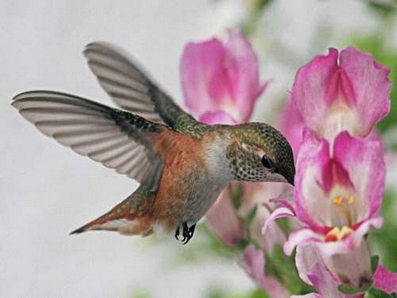 hummingbird feeding on flowers