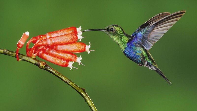 hummingbird feeding on flowers