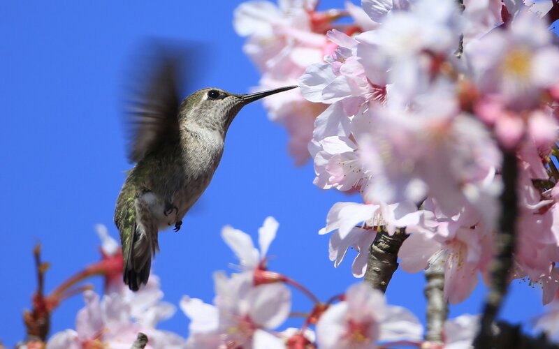 Hummingbird Feeding on Flowers — Blue, Serene