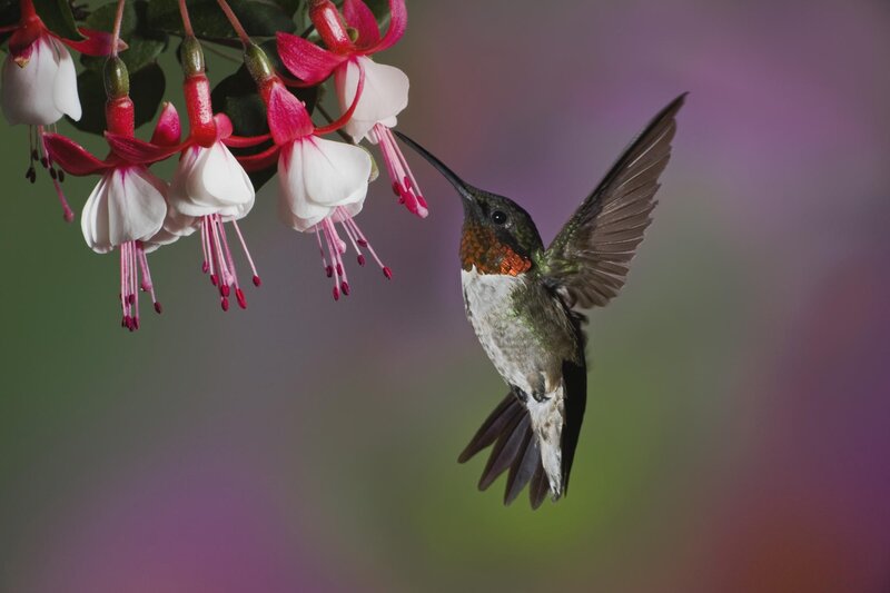 Hummingbird Feeding on Flowers — Green, Serene, Photograph