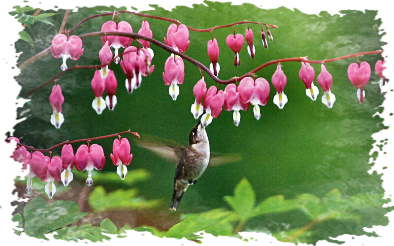 Hummingbird Feeding on Flowers — Green, Serene, Spring