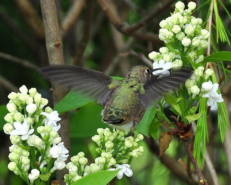Hummingbird Feeding on Flowers — Green