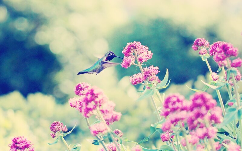Hummingbird Feeding on Flowers — Pink, Serene, Afternoon, Photograph
