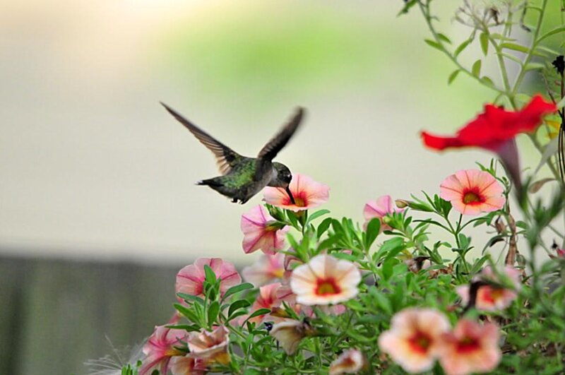 Hummingbird Feeding on Flowers — Pink