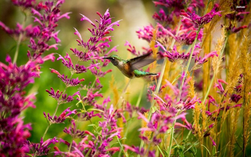 Hummingbird Feeding on Flowers — Purple, Serene, Afternoon
