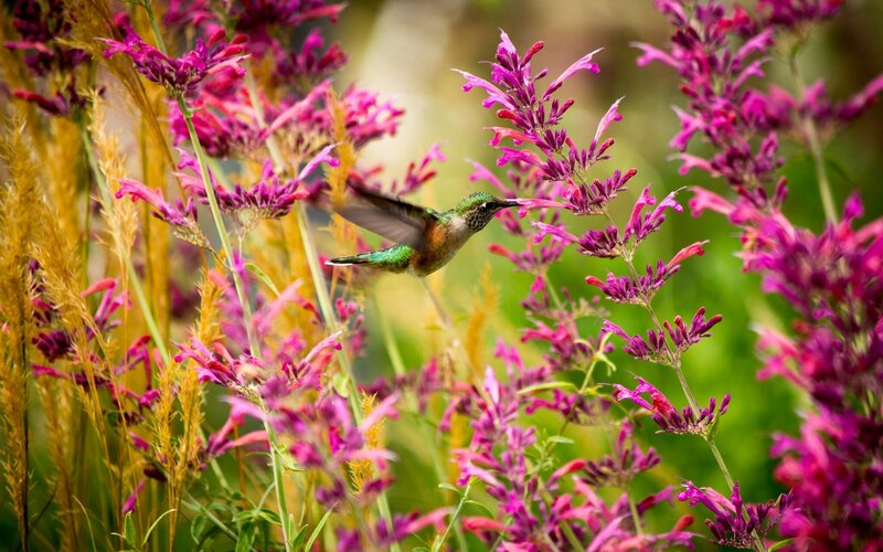 Hummingbird Feeding on Flowers — Purple, Serene