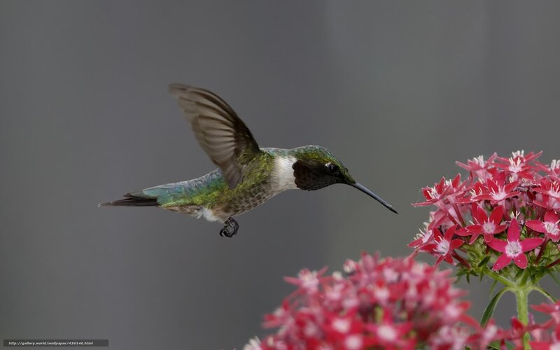 Hummingbird Feeding on Flowers — Red, Calm