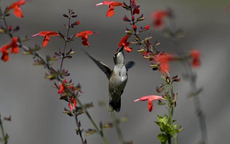 Hummingbird Feeding on Flowers — Red